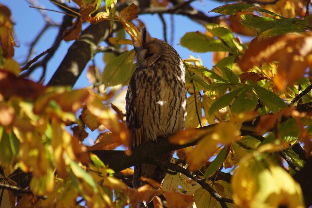 Ransuilen in het centrum gespot