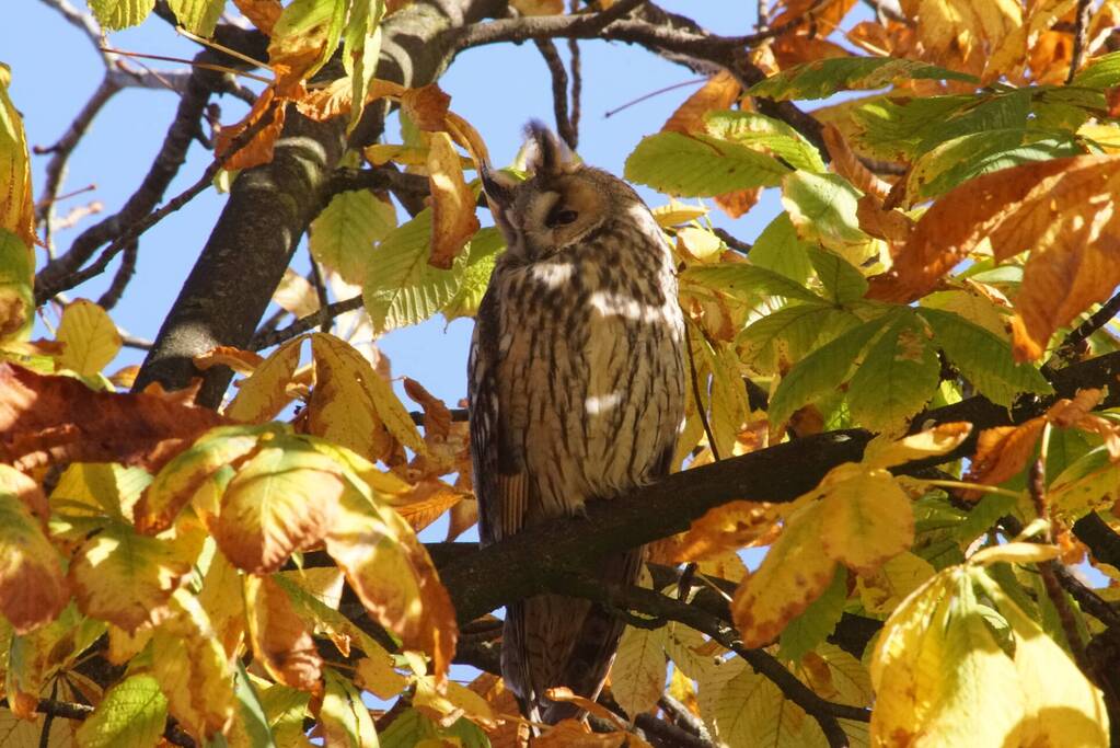 Ransuilen in het centrum gespot