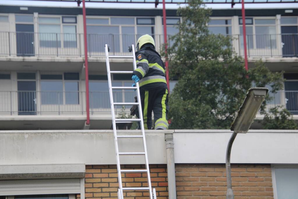 Vogel bevrijdt uit schoorsteenpijp