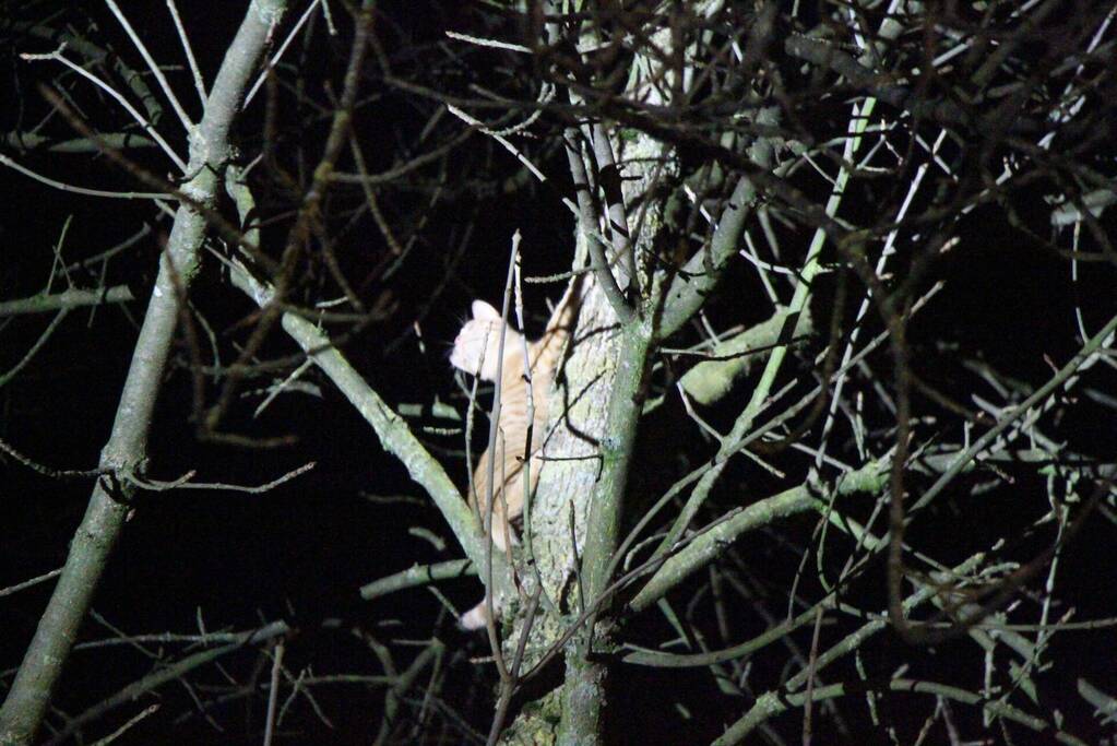 Brandweer redt kat Simba uit boom