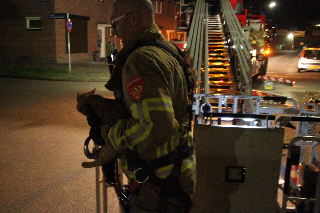 Brandweer redt kat Simba uit boom