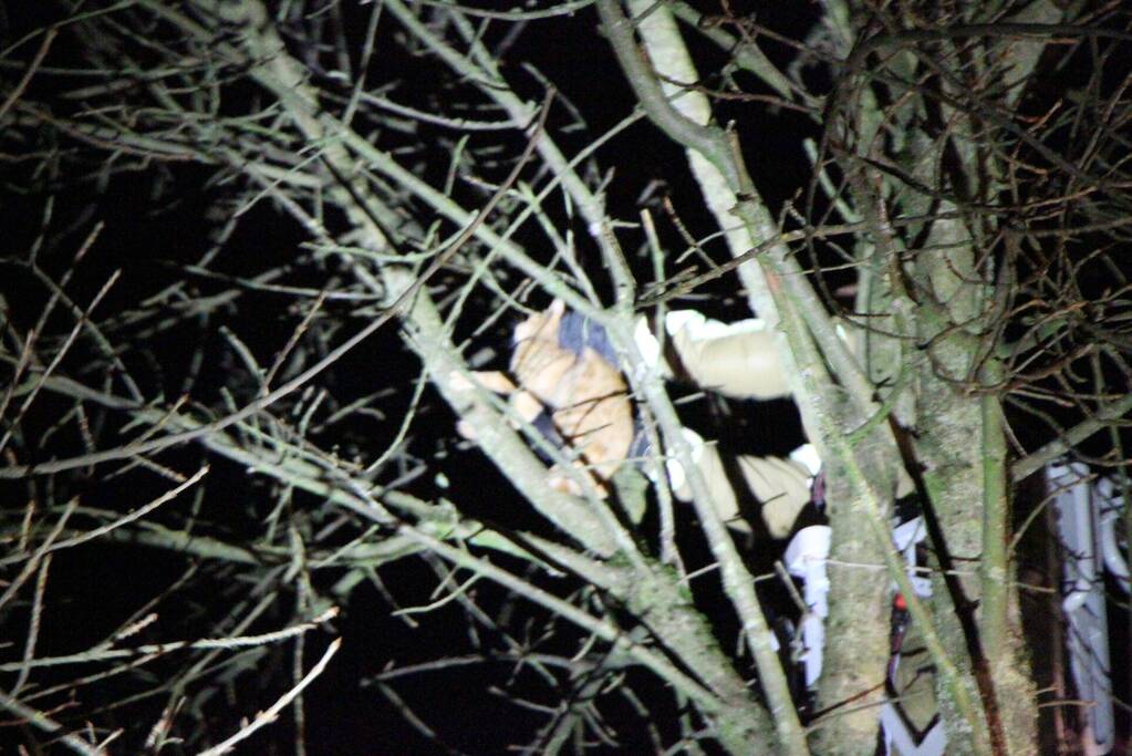 Brandweer redt kat Simba uit boom
