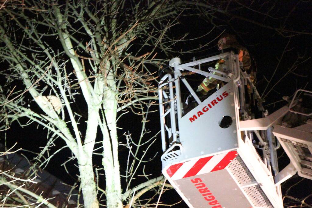 Brandweer redt kat Simba uit boom