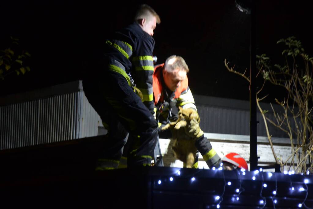 Kat vast tussen muur