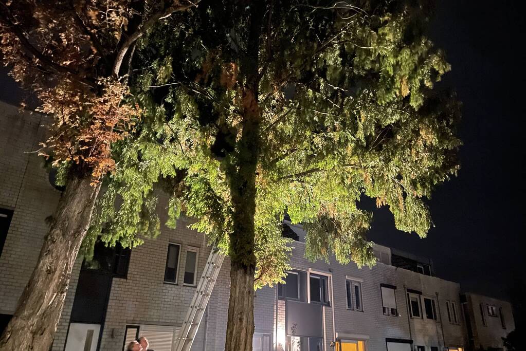 Kat uit hoge boom gered