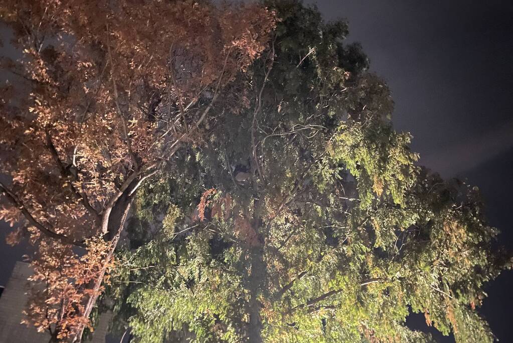 Kat uit hoge boom gered