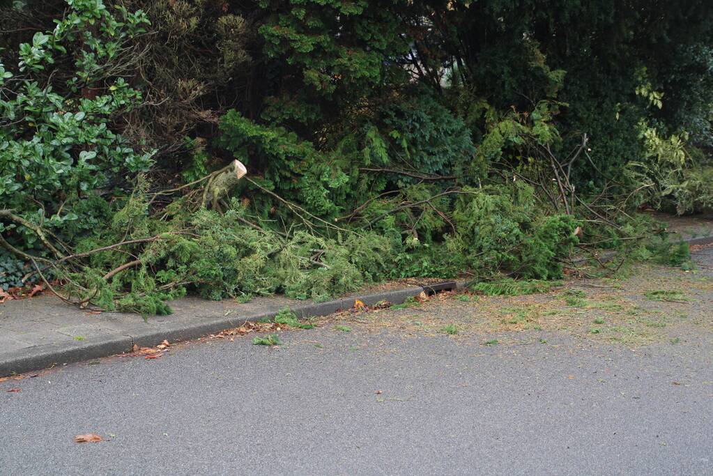 Brandweer zaagt loshangende takken uit boom
