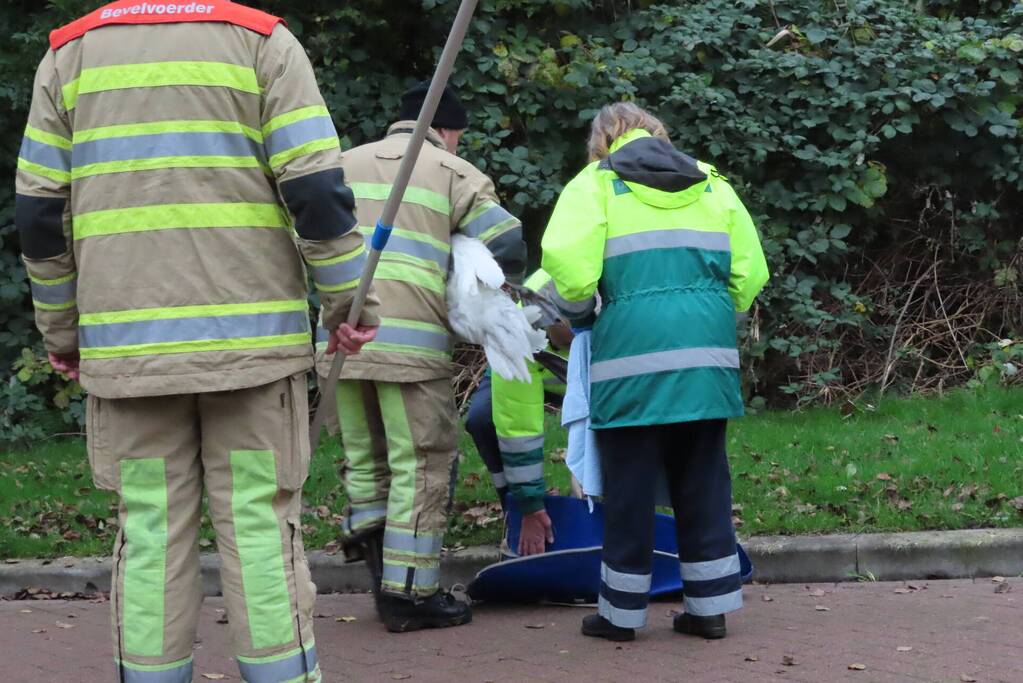 Brandweer redt zwaan uit sloot