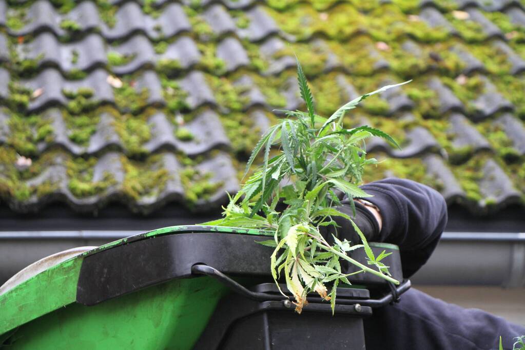 Hennepkwekerij opgerold: een aanhouding