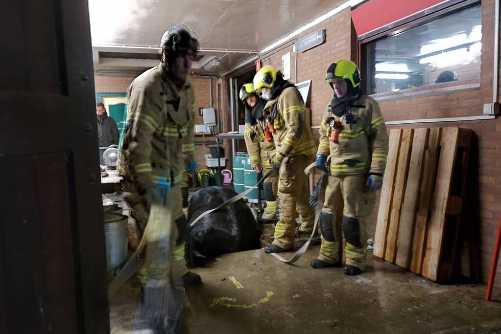 Paard overleden na val in put