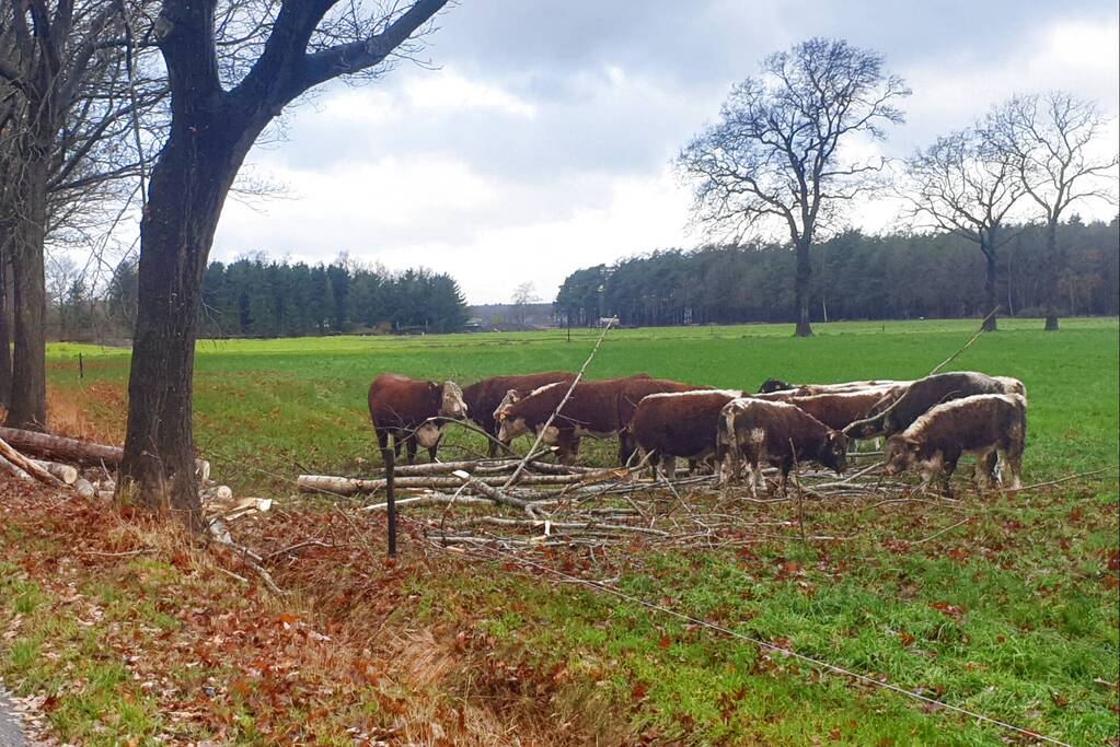 Weg geblokkeerd door omgevallen boom