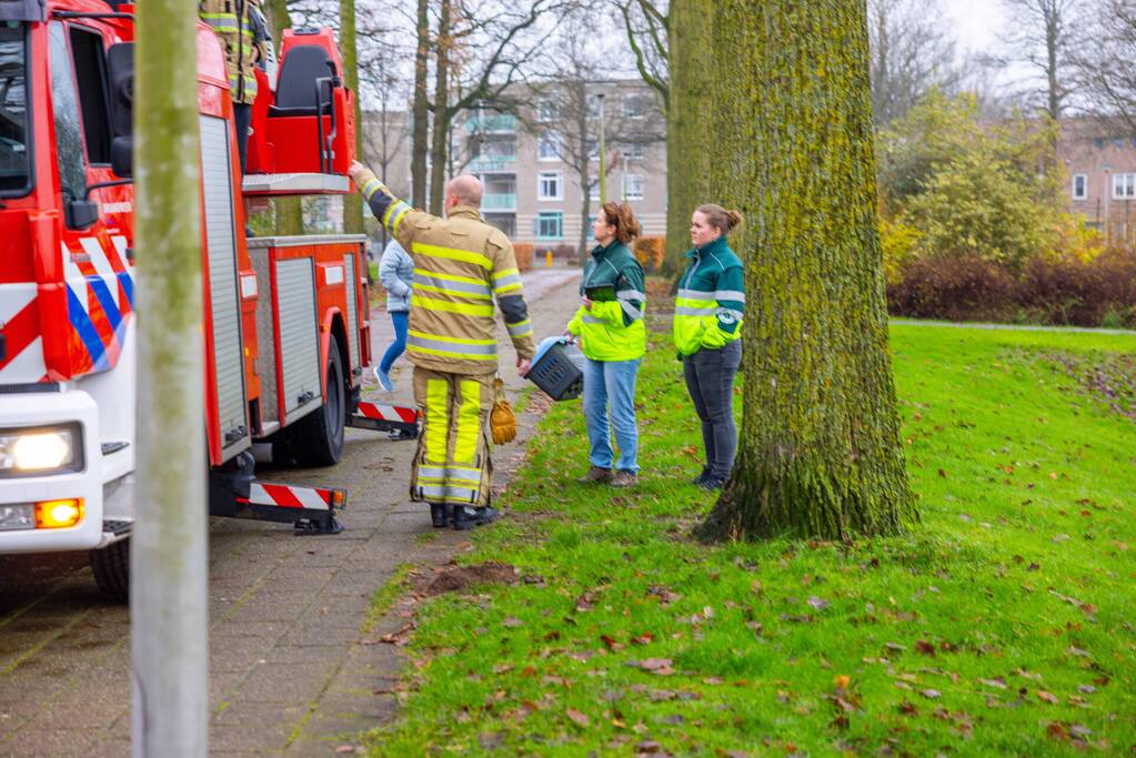 Kat vlucht dak op voor brandweer