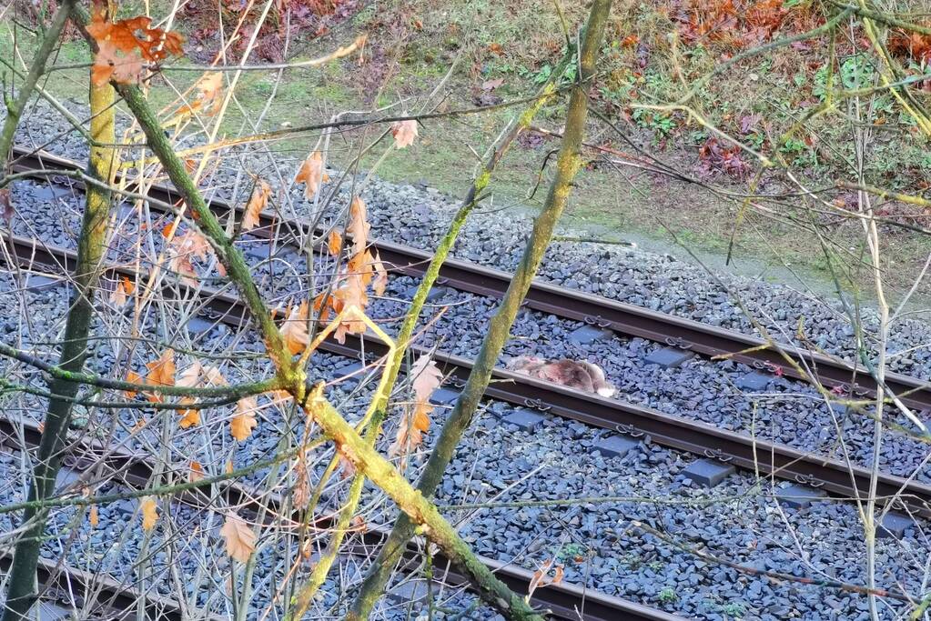Treinen rijden met lastgeving na aanrijding met dier