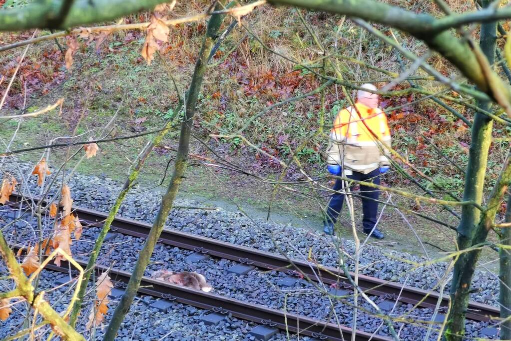 Treinen rijden met lastgeving na aanrijding met dier