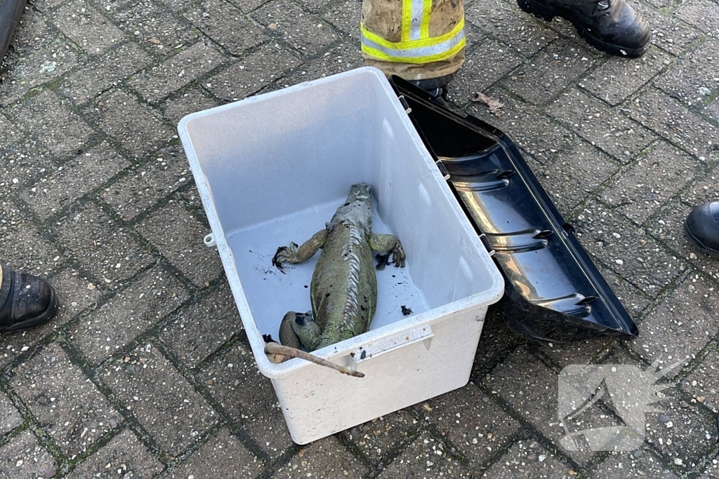 Brandweer blust brand in terrarium