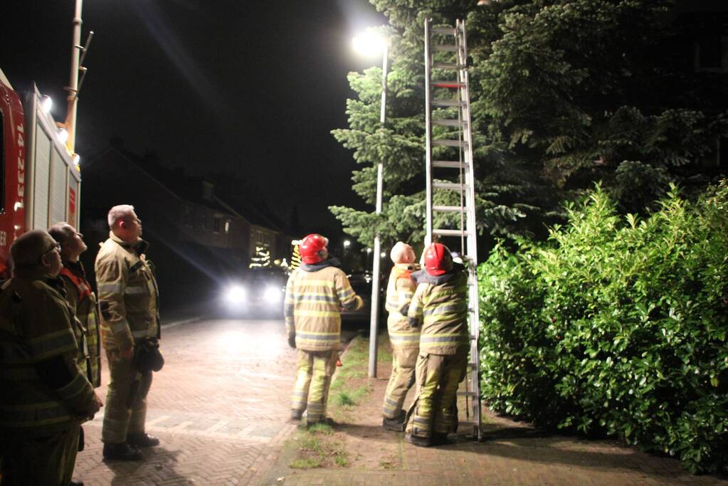 Brandweer laat kat schrikken en vlucht boom uit