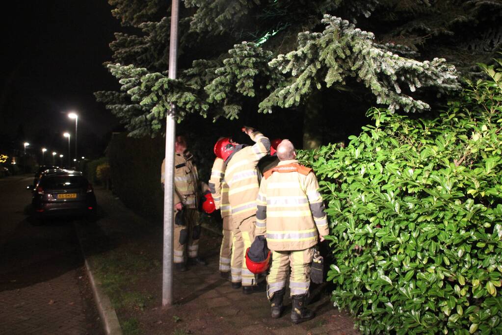 Brandweer laat kat schrikken en vlucht boom uit