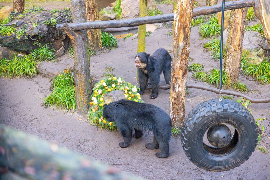 Kerstkransen voor Siberische tijgers in dierenpark