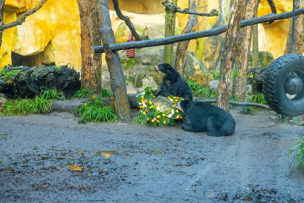 Kerstkransen voor Siberische tijgers in dierenpark