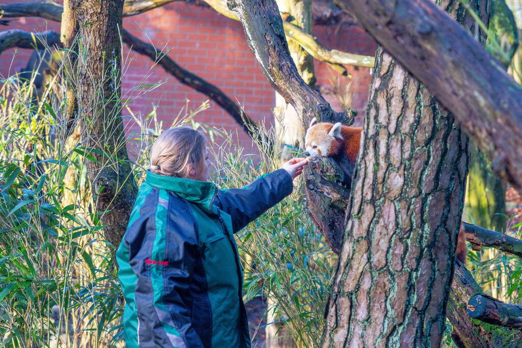 Kerstkransen voor Siberische tijgers in dierenpark