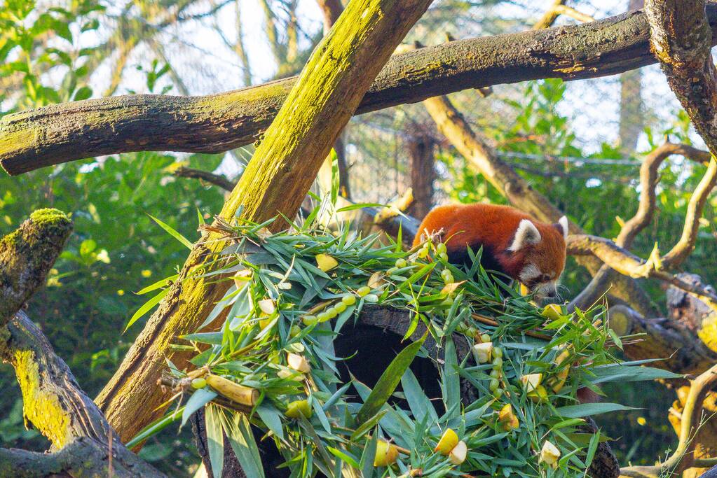 Kerstkransen voor Siberische tijgers in dierenpark