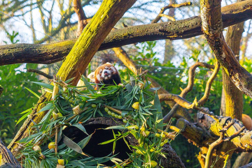 Kerstkransen voor Siberische tijgers in dierenpark