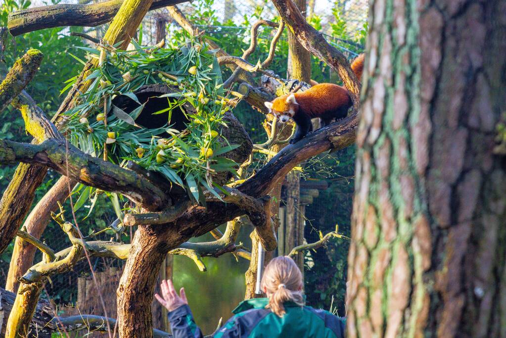 Kerstkransen voor Siberische tijgers in dierenpark