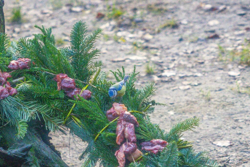 Kerstkransen voor Siberische tijgers in dierenpark