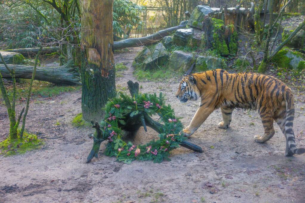 Kerstkransen voor Siberische tijgers in dierenpark