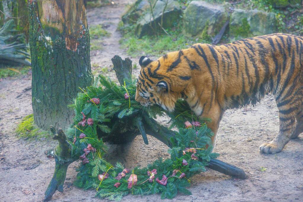 Kerstkransen voor Siberische tijgers in dierenpark