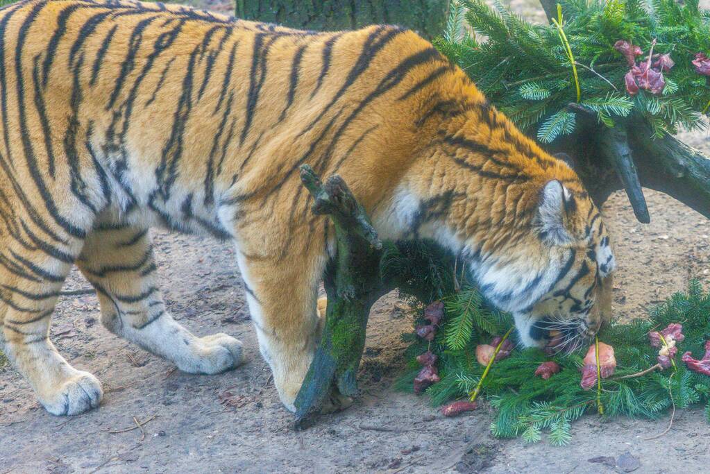 Kerstkransen voor Siberische tijgers in dierenpark
