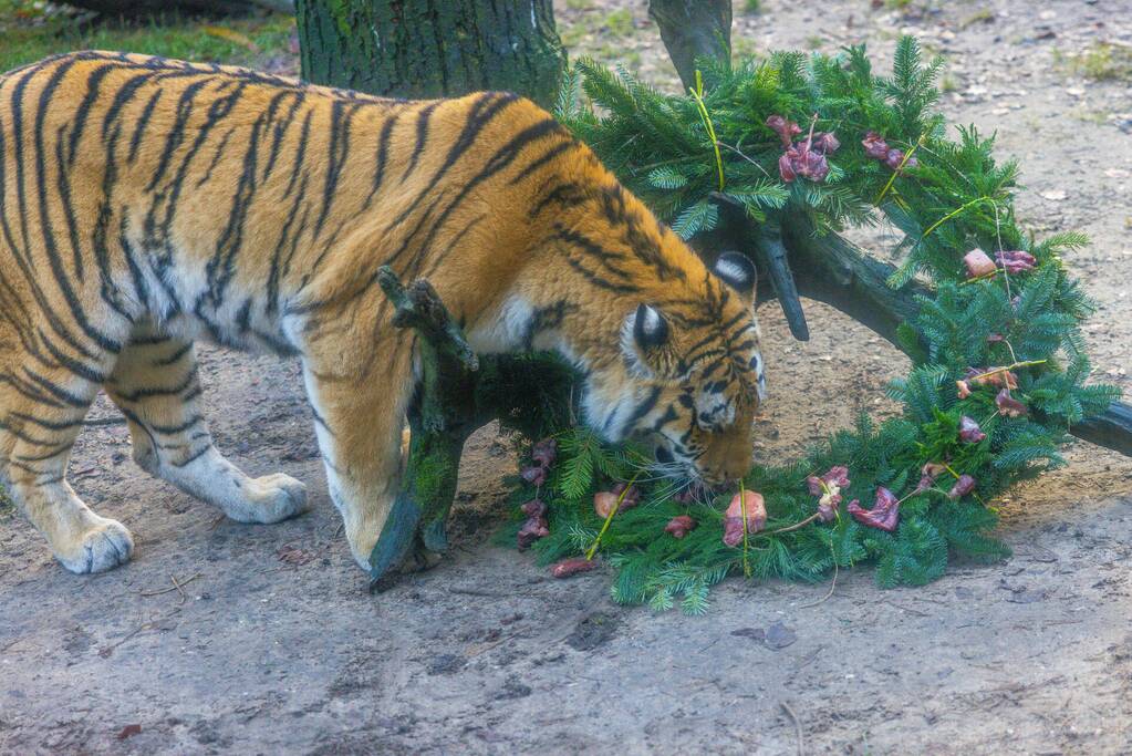 Kerstkransen voor Siberische tijgers in dierenpark