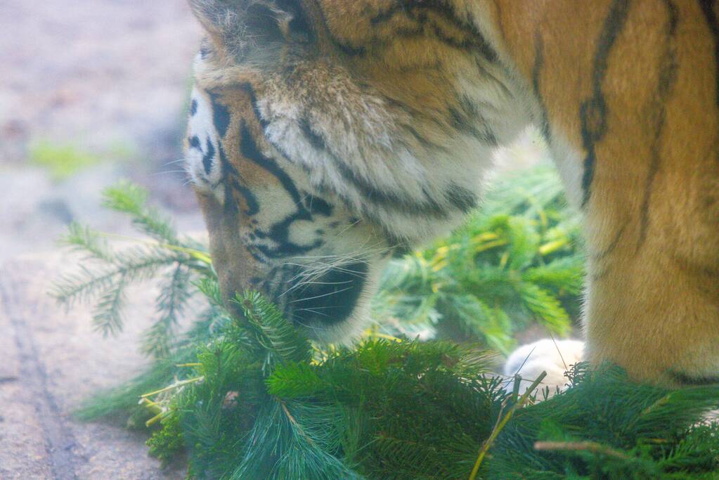 Kerstkransen voor Siberische tijgers in dierenpark