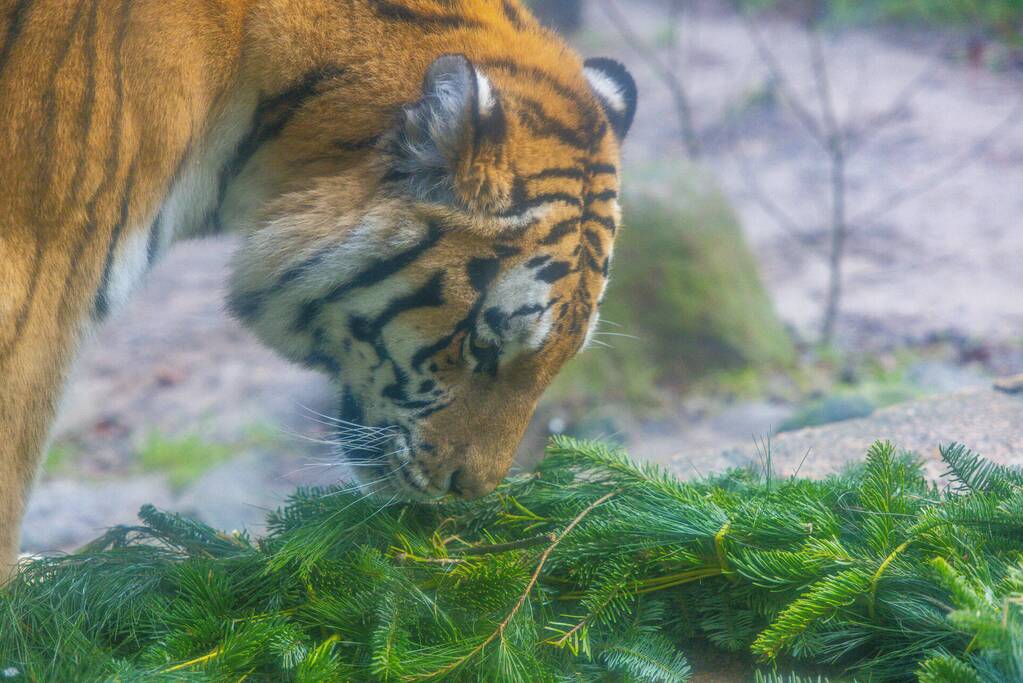 Kerstkransen voor Siberische tijgers in dierenpark