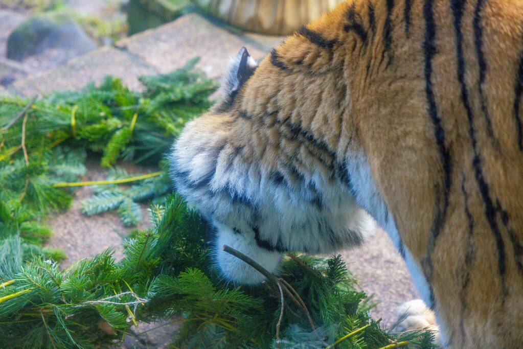 Kerstkransen voor Siberische tijgers in dierenpark