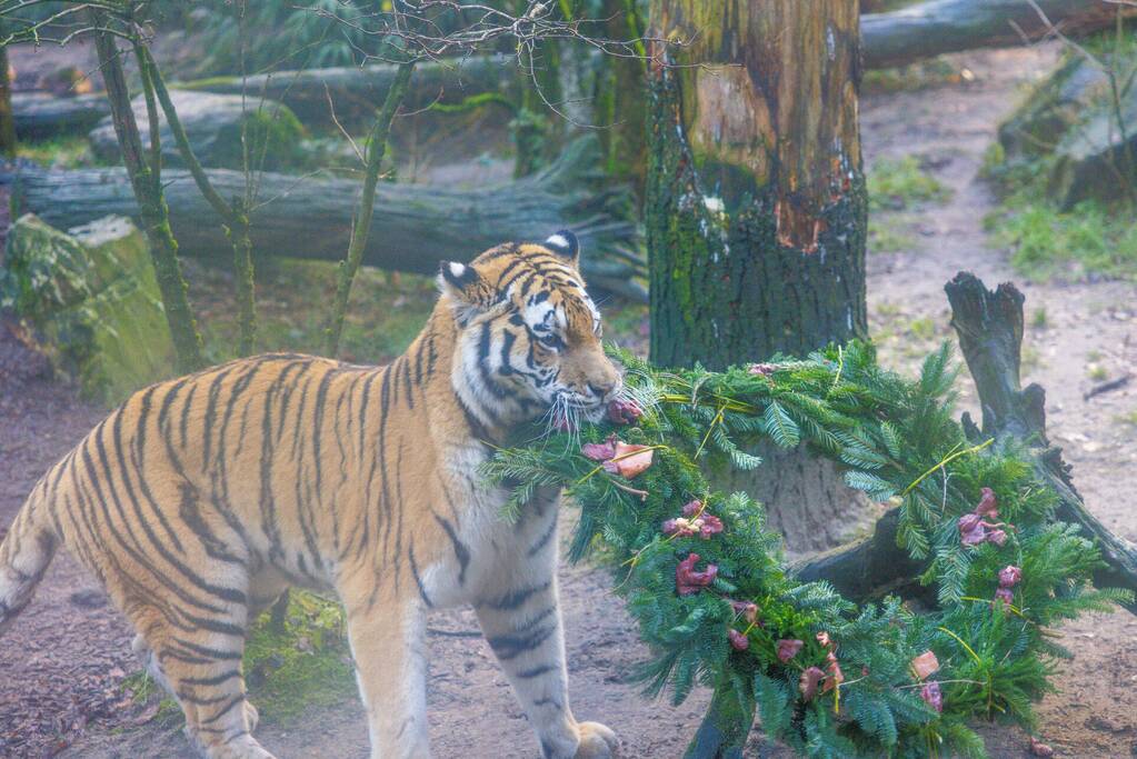 Kerstkransen voor Siberische tijgers in dierenpark