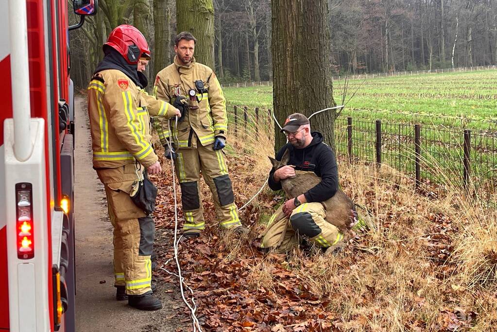 Jong hert vast in hekwerk