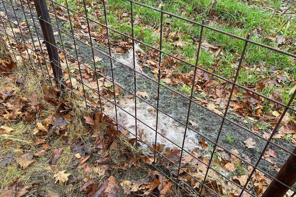 Jong hert vast in hekwerk