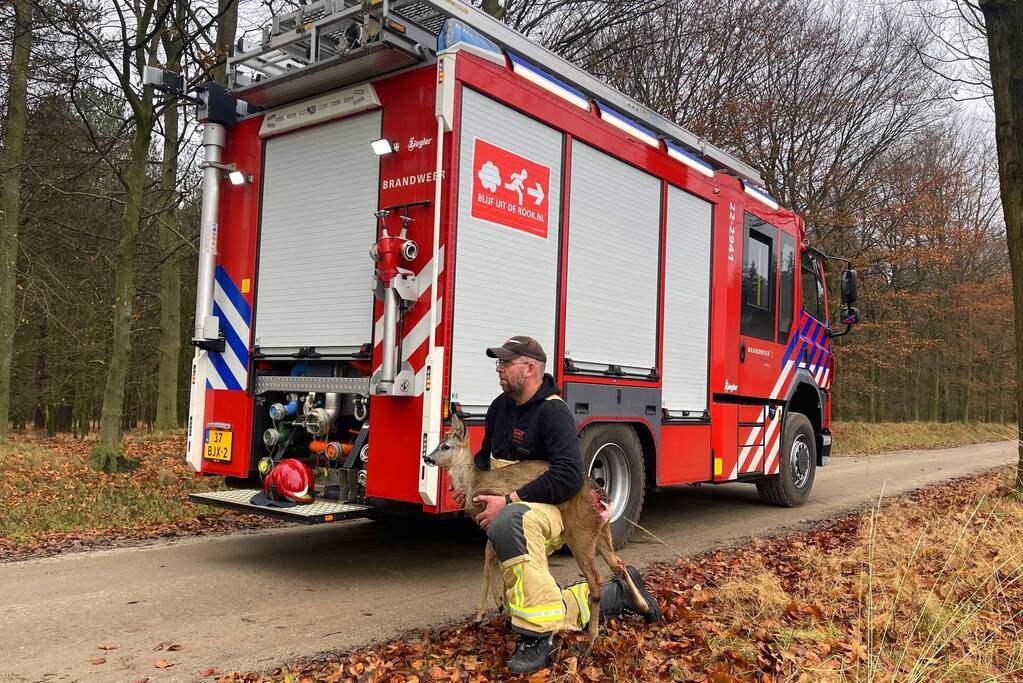 Jong hert vast in hekwerk