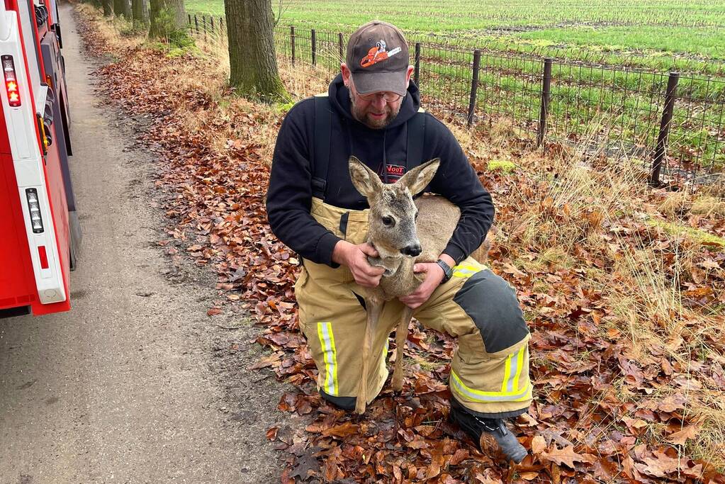 Jong hert vast in hekwerk