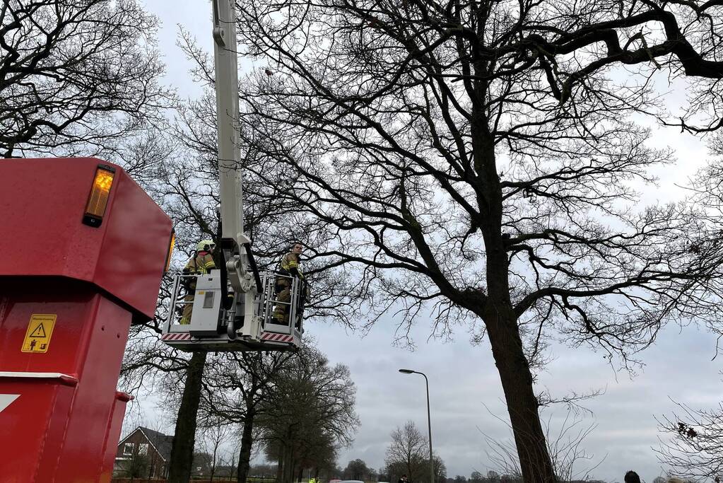 Brandweer redt kat uit een boom