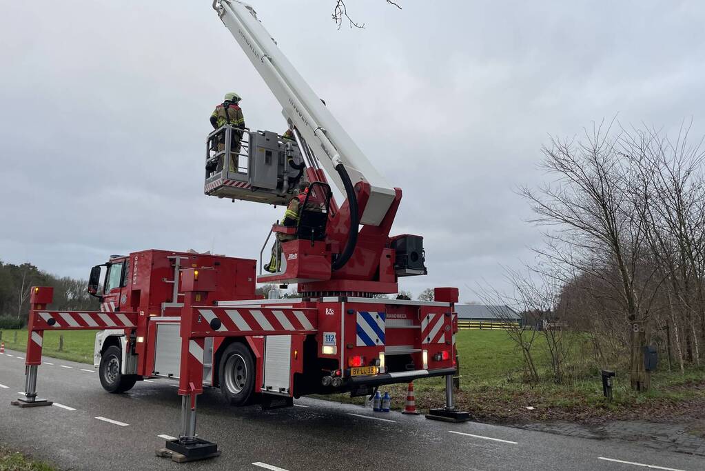 Brandweer redt kat uit een boom