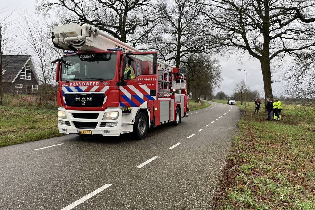 Brandweer redt kat uit een boom
