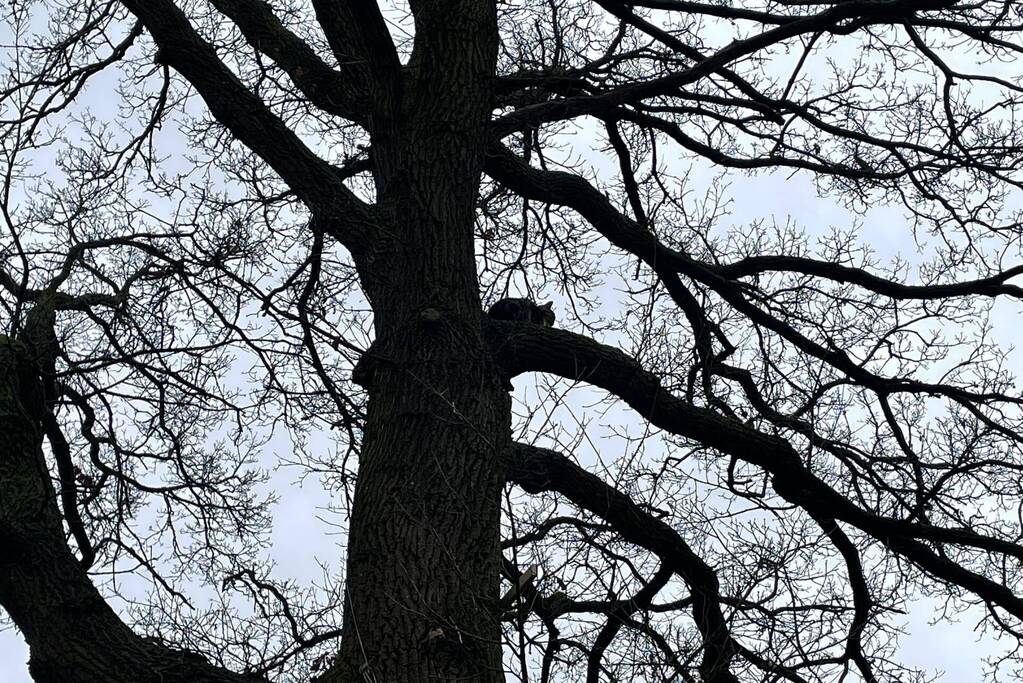 Brandweer redt kat uit een boom