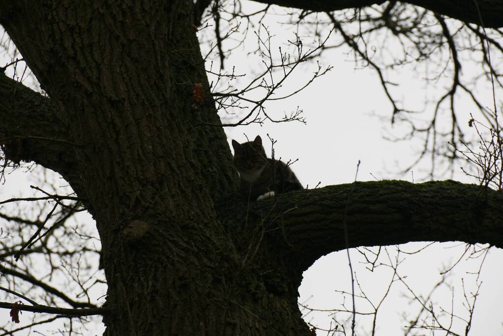 Brandweer redt kat uit een boom