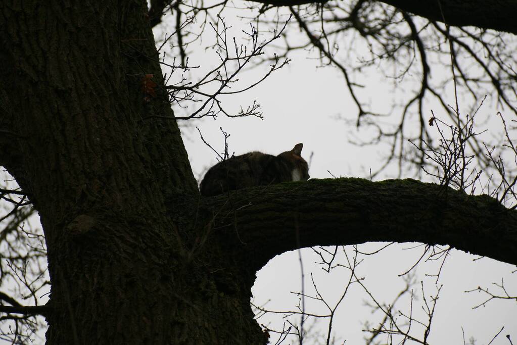 Brandweer redt kat uit een boom