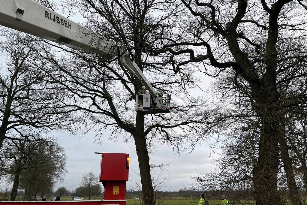 Brandweer redt kat uit een boom