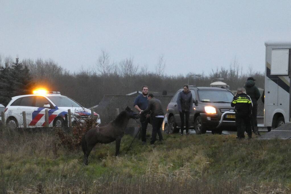 Paard zorgt voor afsluiting van snelweg