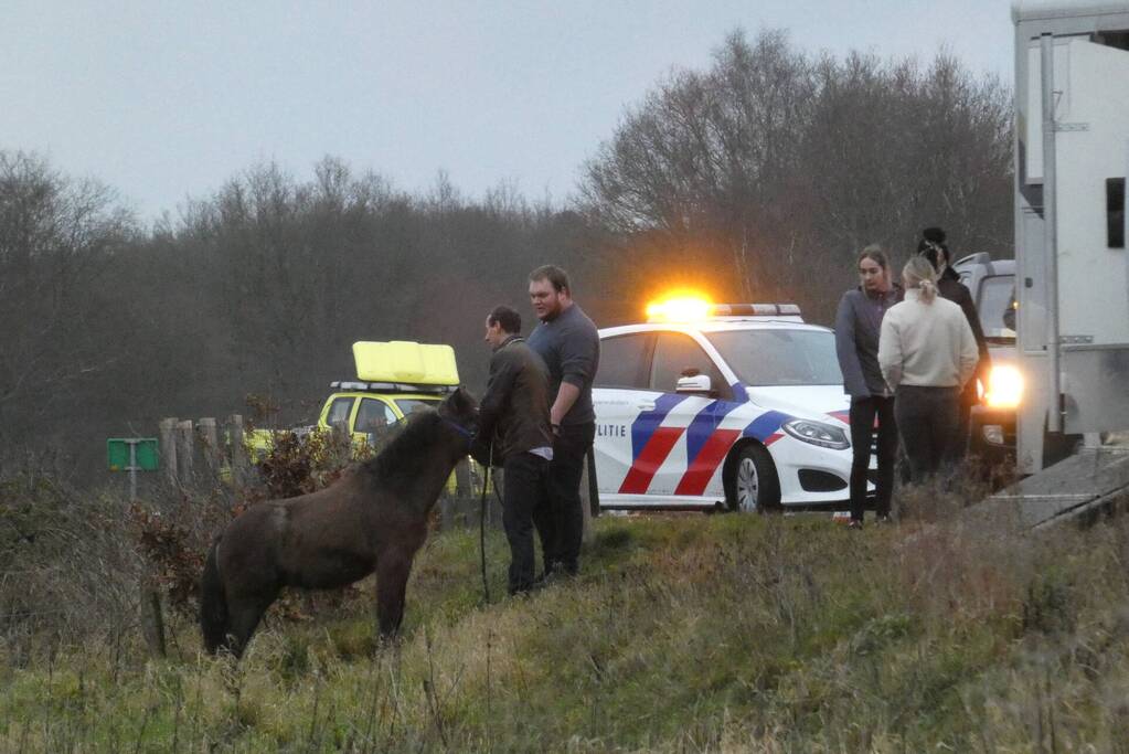 Paard zorgt voor afsluiting van snelweg