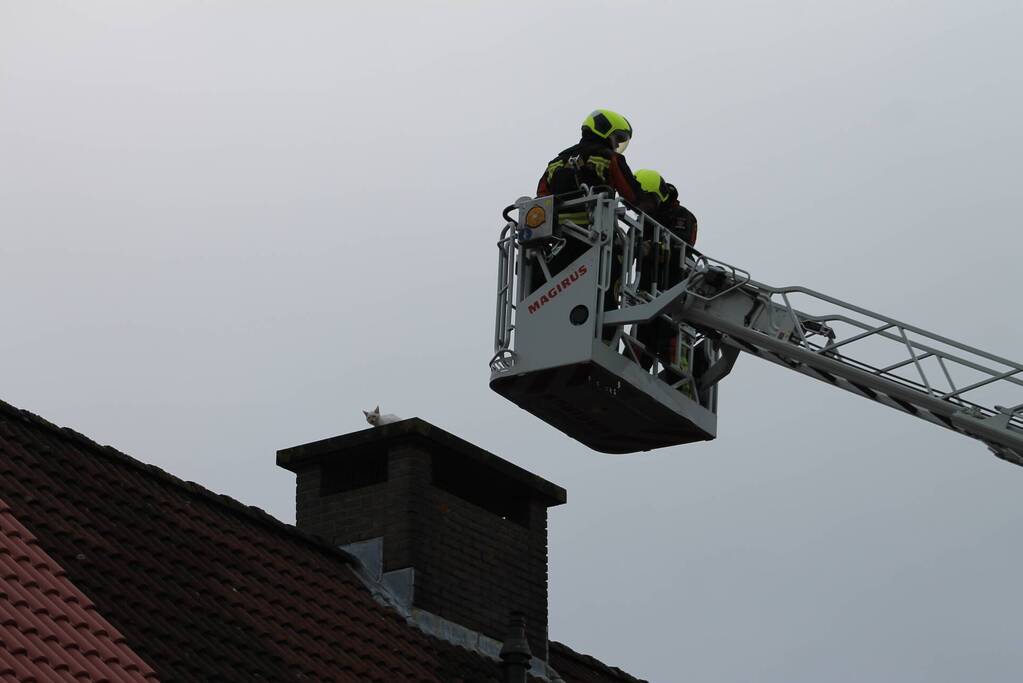 Kat vast op schoorsteen